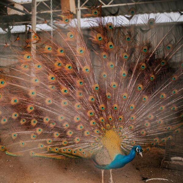 mini zoo, atrakcje dla dzieci, hotel przyjazny dzieciom, hotel pod dzieci, zwierzęta, hotel dla rodzin, hotel wielkopolska 6